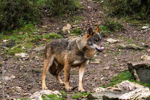 Obraz na płótnie Photo of an Iberian wild wolf in the middle of nature in Zamora, Spain. Wild animal in the forest. w salonie