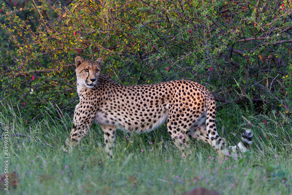 Cheetah (Acinonyx jubatus) walking and searching for prey in the late afternoon in Mashatu Game Reserve in the Tuli Block in Botswana Cheetah (Acinonyx jubatus) walking and searching for prey in the late afternoon in Mashatu Game Reserve in the Tuli Block in Botswana