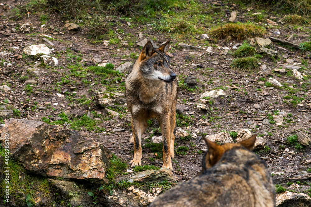 Photo of an Iberian wild wolf in the middle of nature in Zamora, Spain. Wild animal in the forest.