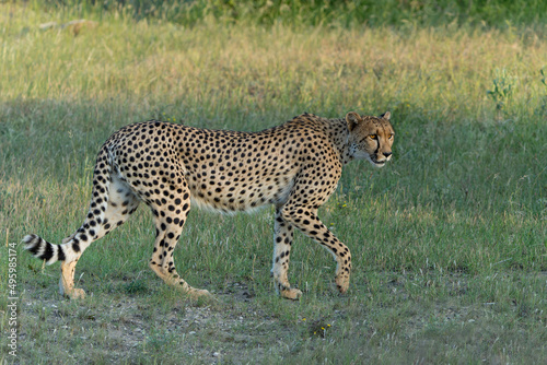 Cheetah (Acinonyx jubatus) walking and searching for prey in the late afternoon in Mashatu Game Reserve in the Tuli Block in Botswana 