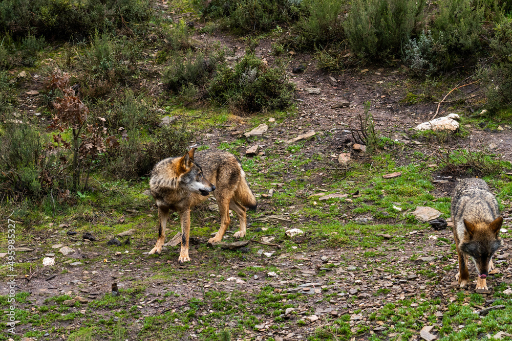 Photo of an Iberian wild wolf in the middle of nature in Zamora, Spain. Wild animal in the forest.