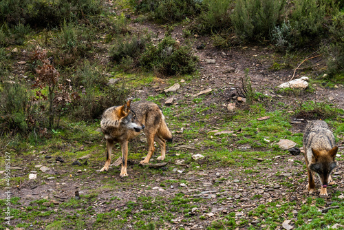 Obraz na płótnie Photo of an Iberian wild wolf in the middle of nature in Zamora, Spain. Wild animal in the forest. w salonie