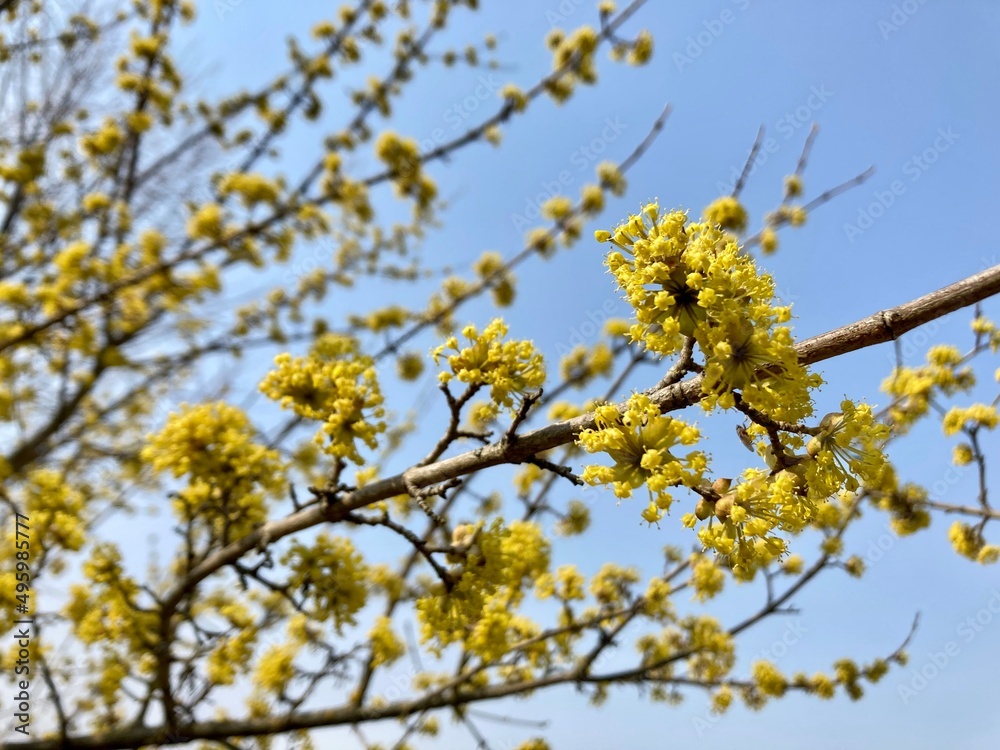 yellow flowers Cornus mas, the Cornelian cherry, European cornel or Cornelian cherry dogwood yellow flowers Cornus mas, the Cornelian cherry, European cornel or Cornelian cherry dogwood