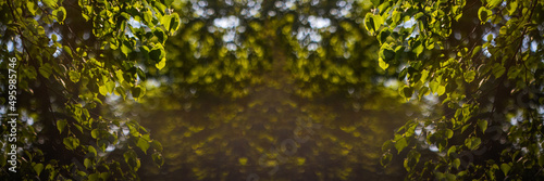 Defocus fresh green tree leaves, frame. Natural background. Closeup beautiful view of nature green leaf on blurred background with sunlight and copy space. Banner and frame. Bokeh. Out of focus