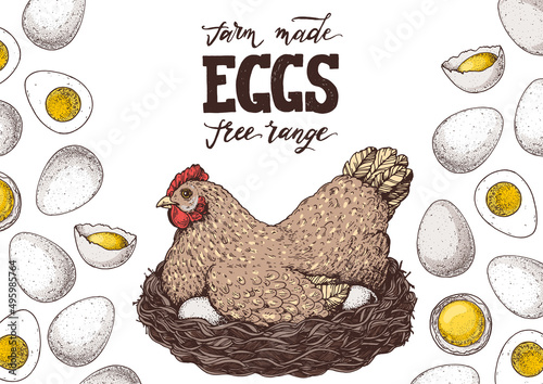 Chicken eggs. Hen sitting in the nest. Hand drawn illustration. Farm eggs design template. Vector illustration. Healthy food. Package design elements.