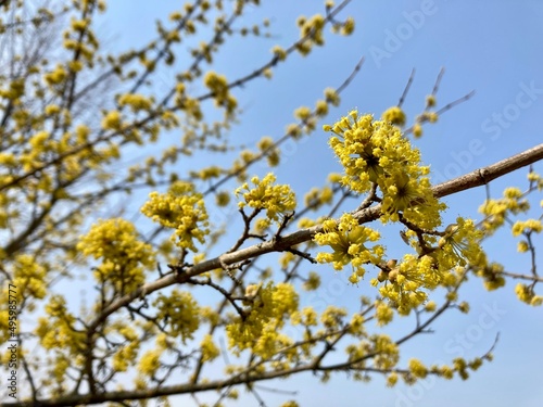 yellow flowers Cornus mas, the Cornelian cherry, European cornel or Cornelian cherry dogwood