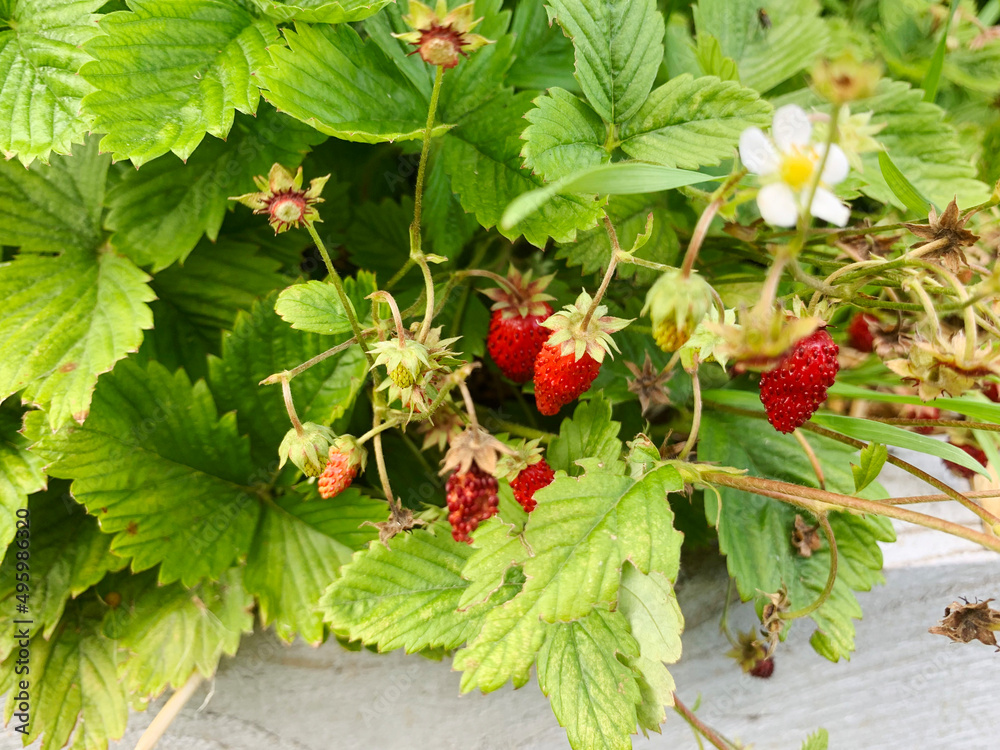 Wild strawberries growing in the garden. Fresh summer close up of the berries. Wild strawberries growing in the garden. Fresh summer close up of the berries.