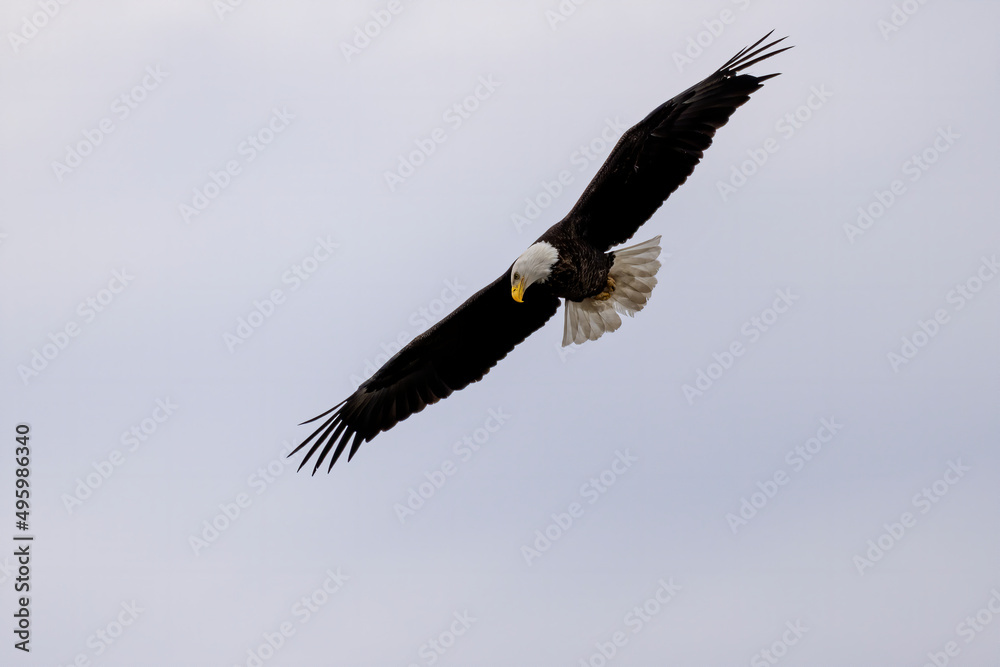 The Bald eagle (Haliaeetus leucocephalus) on the hunt