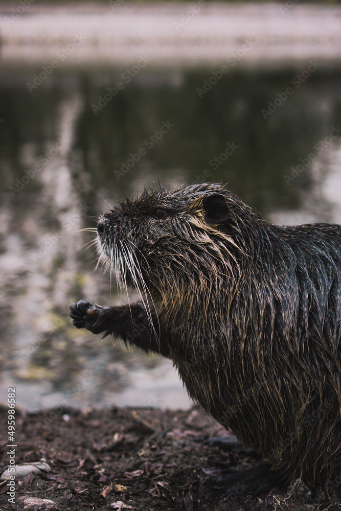 Nutria in Bonn am 16. März 2022