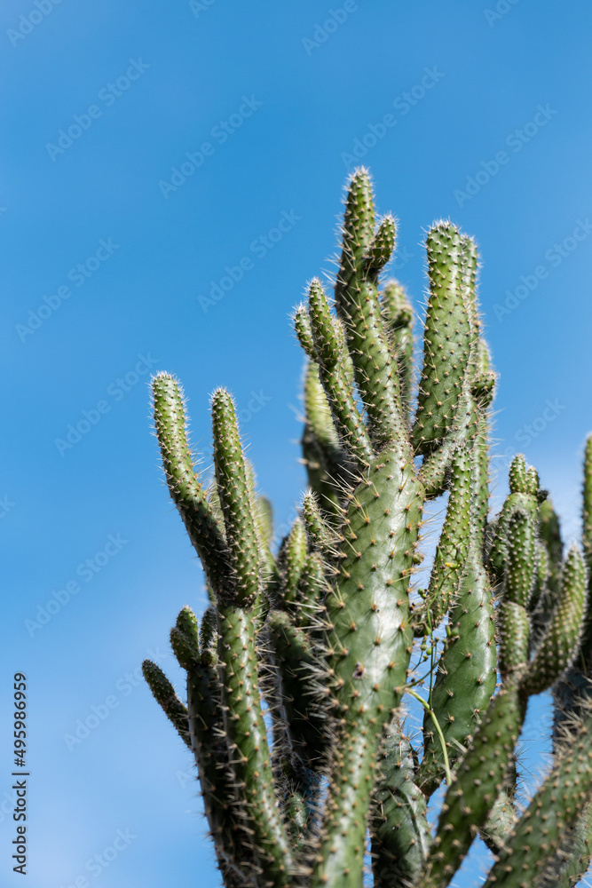 Details of a cactus plant and the blue sky Details of a cactus plant and the blue sky