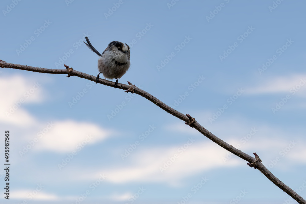 Fototapeta premium A long-tailed tit sitting on a branch of a tree at the Mönchbruch pond in a natural reserve in Hesse Germany.
