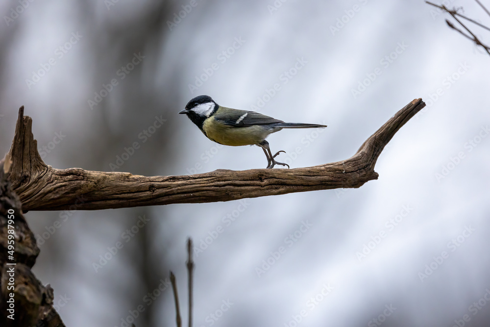 custom made wallpaper toronto digitalA coal tit song bird in a little forest in Bad Vilbel, Germany looking for food on a branch of a tree.