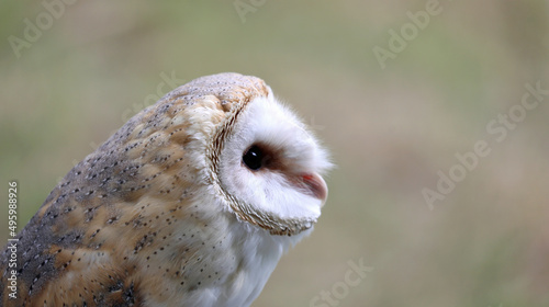barn owl with black eyes the small beak with many feathers in profile and the blurred background