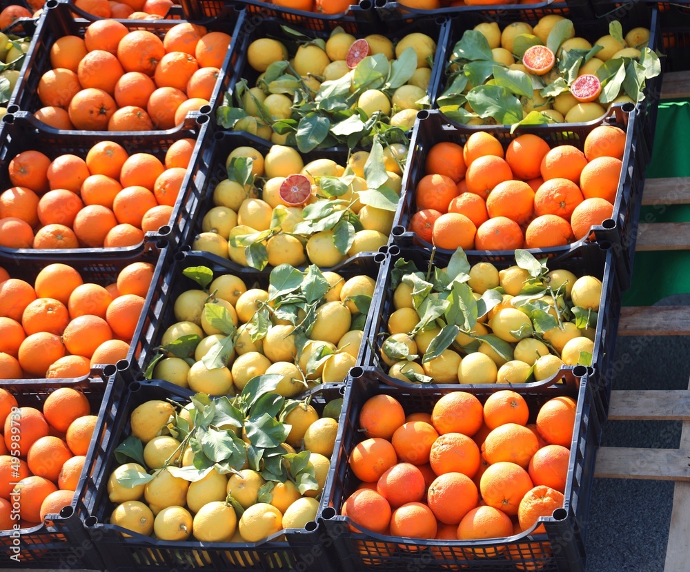 lots of citrus fruit crates with ripe oranges and yellow organic lemons with green leaves for sale in a greengrocers stall lots of citrus fruit crates with ripe oranges and yellow organic lemons with green leaves for sale in a greengrocers stall