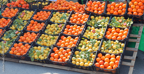 фотографія lots of citrus fruit crates with ripe oranges and yellow lemons for sale in the
