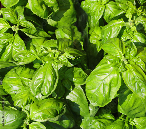 background of large green basil leaves for sale