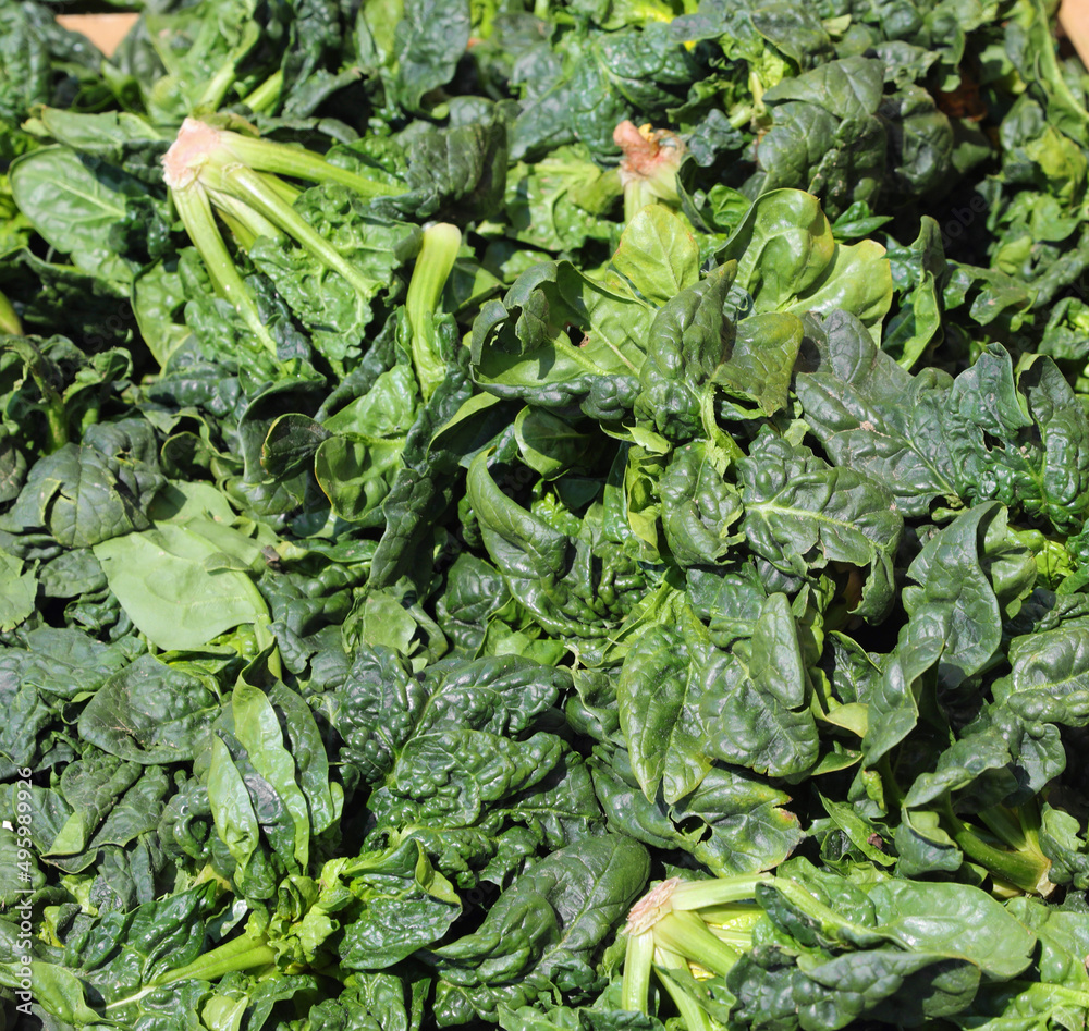 background of spinach leaves freshly picked from the garden in an organic vegetable crop background of spinach leaves freshly picked from the garden in an organic vegetable crop