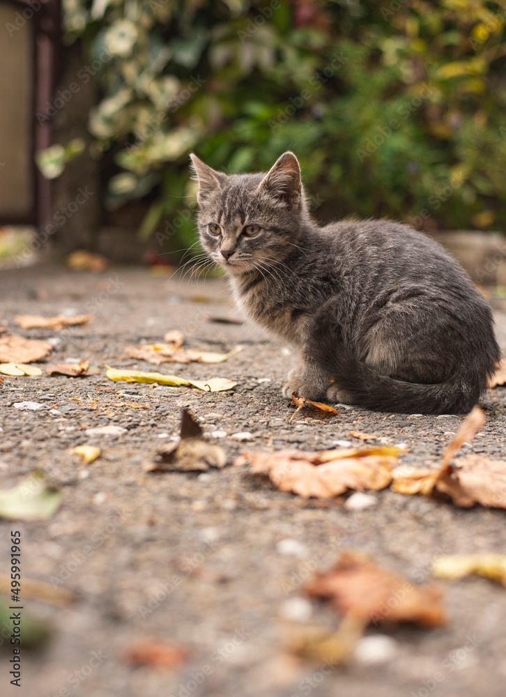 Young and small kitty resting on warm asphalt Young and small kitty resting on warm asphalt