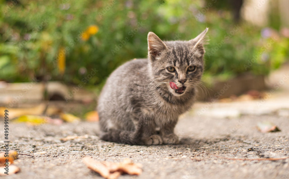 Young and small kitty resting on warm asphalt Young and small kitty resting on warm asphalt