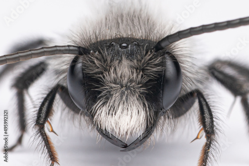 Donausandbiene (Andrena danuvia) ♂ auf weißem Hintergrund photo