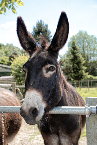 Head shoot of a pretty donkey © Dennis Gross