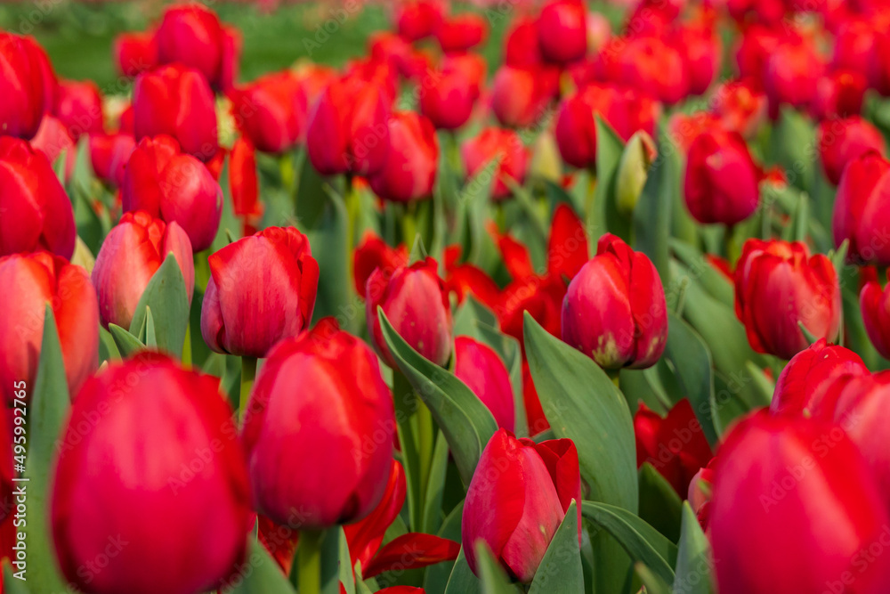 Fototapeta premium Red tulips in a field