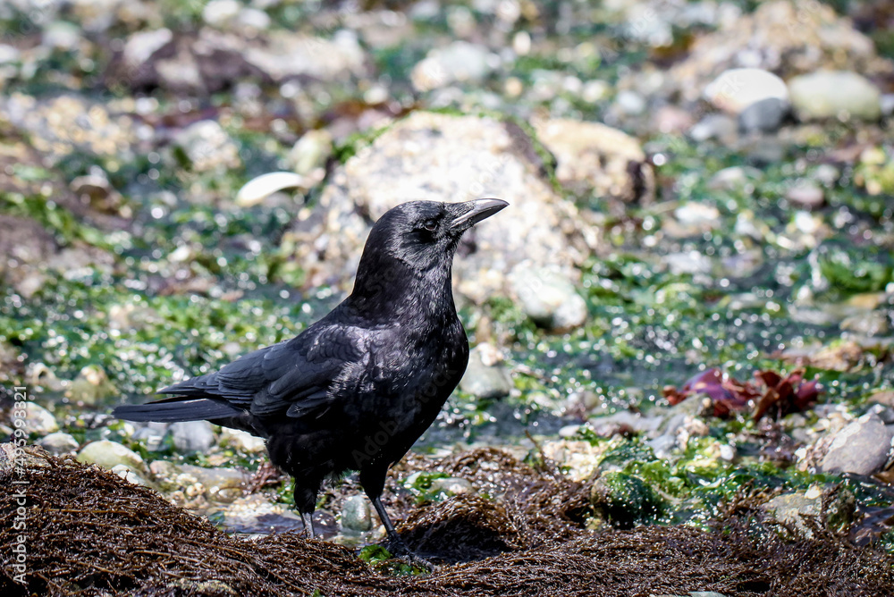 Fototapeta premium Crow