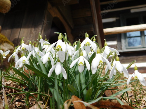 Galanthus nivalis, the snowdrop or common snowdrop, is the best-known and most widespread of the 20 species in its genus, Galanthus. Snowdrops are among the first bulbs to bloom in spring and can form photo