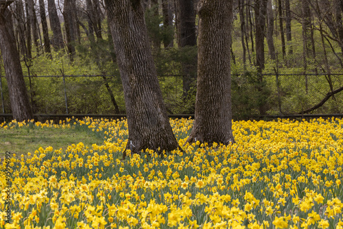 Field of daffodils in the park