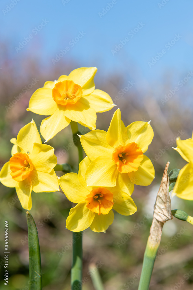 Obraz premium Daffodil (narcissus) flowers in bloom