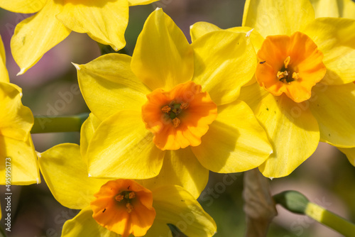 Fototapeta Naklejka Na Ścianę i Meble -  Daffodil (narcissus) flowers in bloom