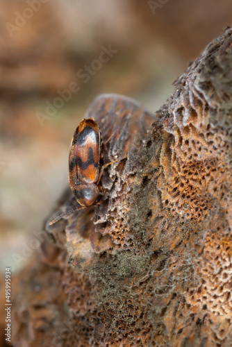 False darkling beetle, Abdera flexuosa on alder bracket, Inonotus radiatus