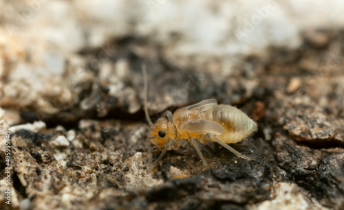 Booklouse on bark, macro photo with high magnification photo