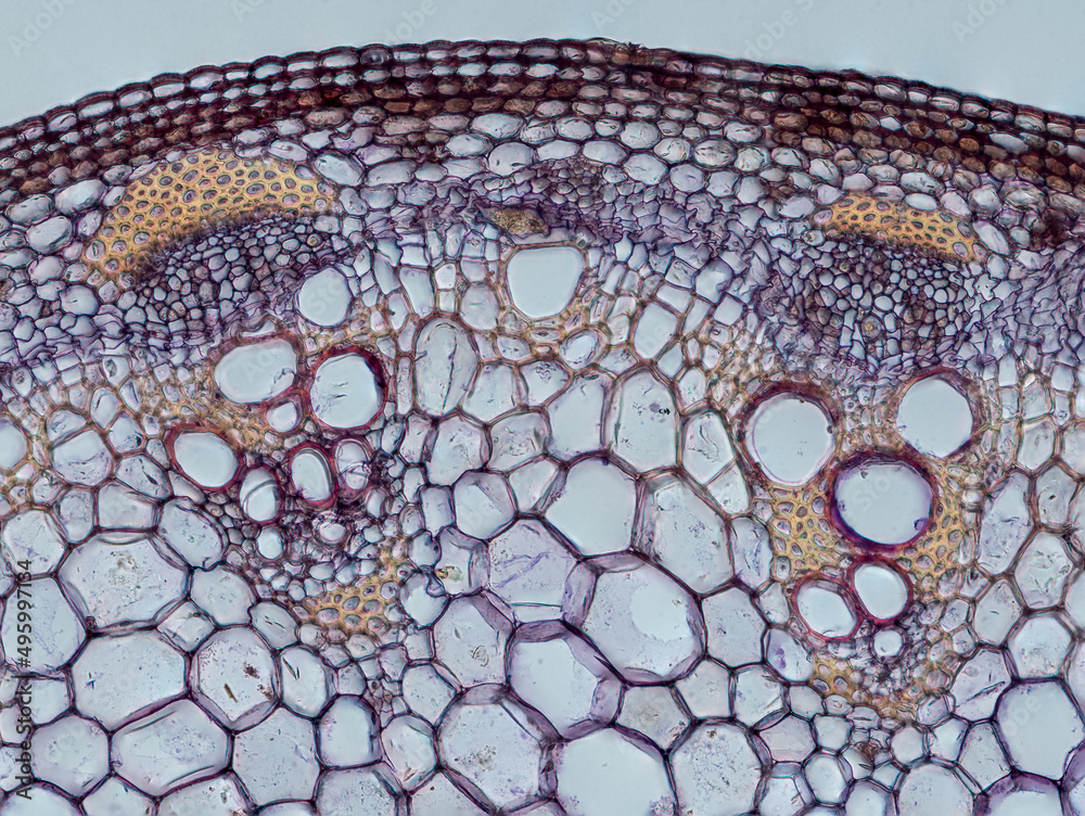 xylem under microscope