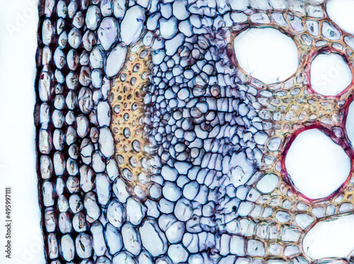 plant stem (dahlia stem) cross section under the microscope showing epidermis, bascular bundles (phloem and xylem) and cortex - optical microscope x400 magnification photo