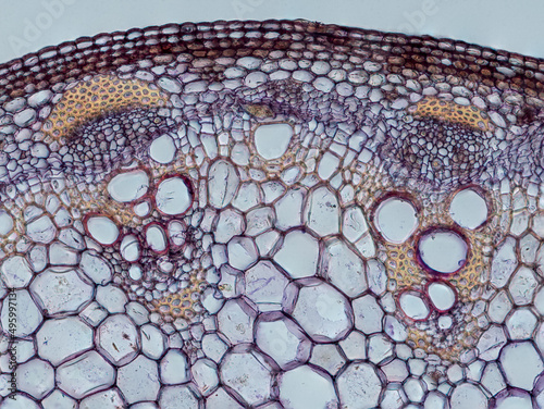 plant stem (dahlia stem) cross section under the microscope showing epidermis, bascular bundles (phloem and xylem) cortex and pith - optical microscope x200 magnification photo