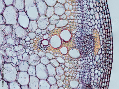 Obraz na płótnie plant stem (dahlia stem) cross section under the microscope showing epidermis, b