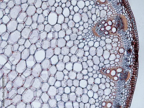 plant stem (dahlia stem) cross section under the microscope showing epidermis, bascular bundles (phloem and xylem) cortex and pith - optical microscope x100 magnification photo