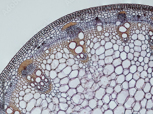 plant stem (dahlia stem) cross section under the microscope showing epidermis, bascular bundles (phloem and xylem) cortex and pith - optical microscope x100 magnification