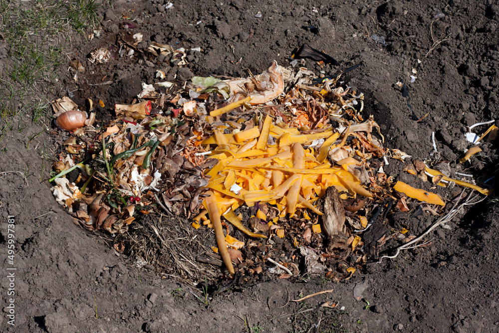 Food waste in compost pit on private garden. Rotting organic waste for