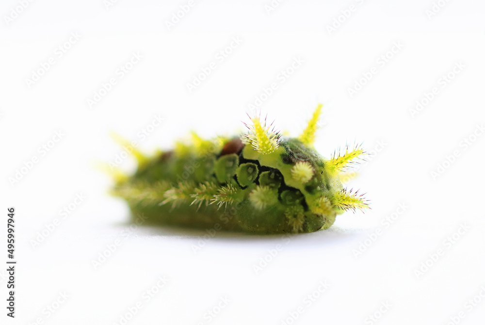 Fototapeta premium A spiny oak caterpllar
