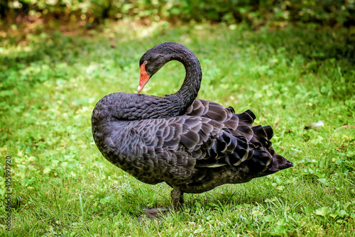 A black swan resting in the grass.