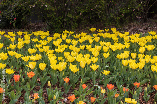Fototapeta Naklejka Na Ścianę i Meble -  Yellow and orange tulips field