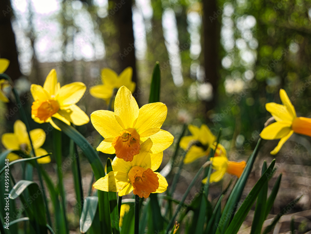 Obraz premium beginning of spring 2022 yellow