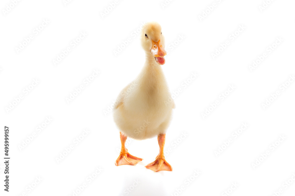 Cute Duckling is Walking On Isolated White Background Cute Duckling is Walking On Isolated White Background