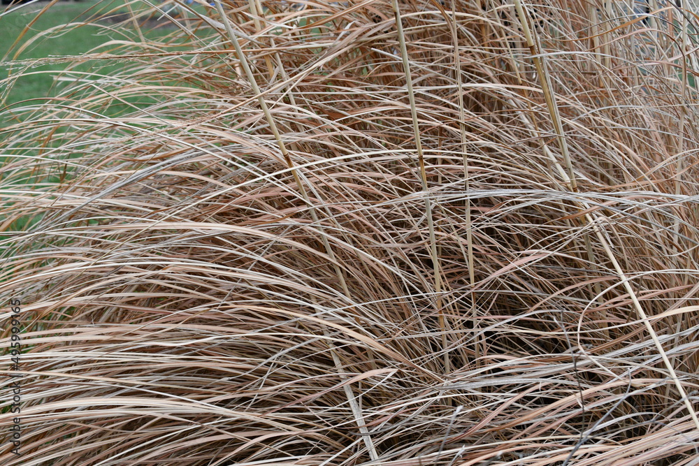 Grass Grass