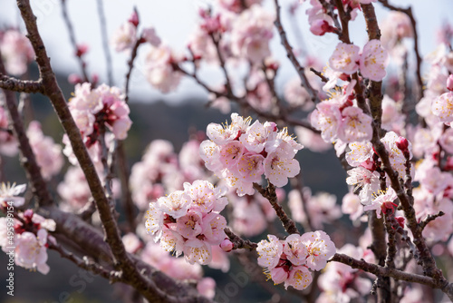 Pink apricot flowers  Armenian plum