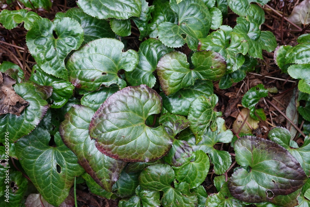 Beesia deltophylla, known simply as beesia, is a mounding to creeping, evergreen ground cover that spreads slowly by underground rhizomes. Beesia deltophylla, known simply as beesia, is a mounding to creeping, evergreen ground cover that spreads slowly by underground rhizomes.