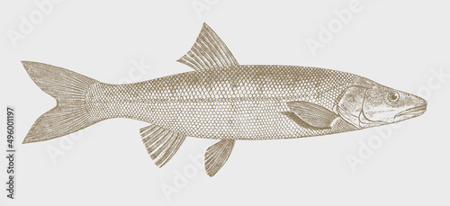 Northern pikeminnow ptychocheilus oregonensis, freshwater fish in side view