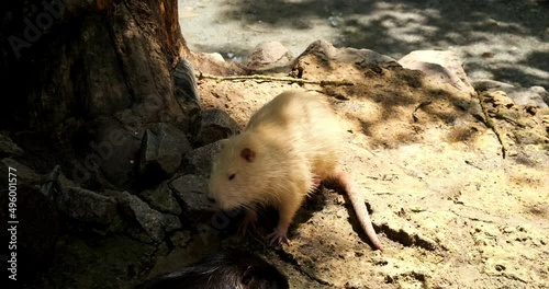 White, yellow funny nutria itches, looking for food in a natural zoo ranch. Hiding in the shadow behind a tree. Big but cute rat mouse. Myocastor mammal, domestic wild animal farm, web-footed rodents